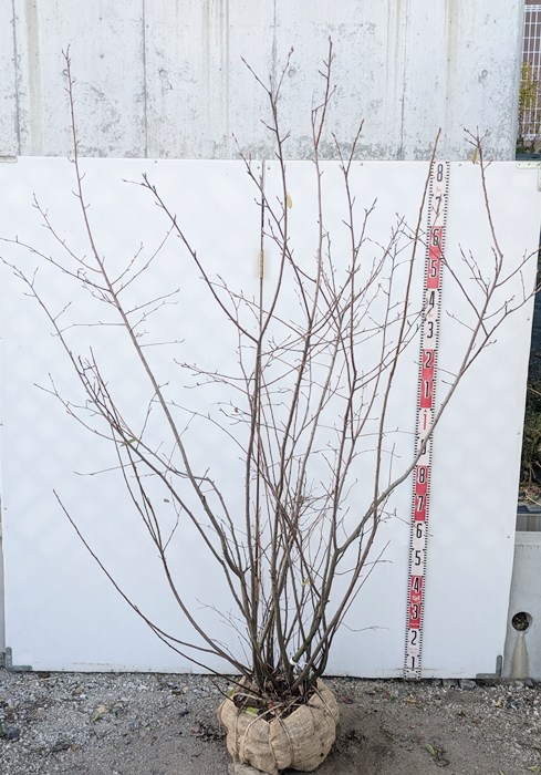 楽天市場】【選べる現品】ジューンベリー 苗木 樹高約1m～ : 千草園芸