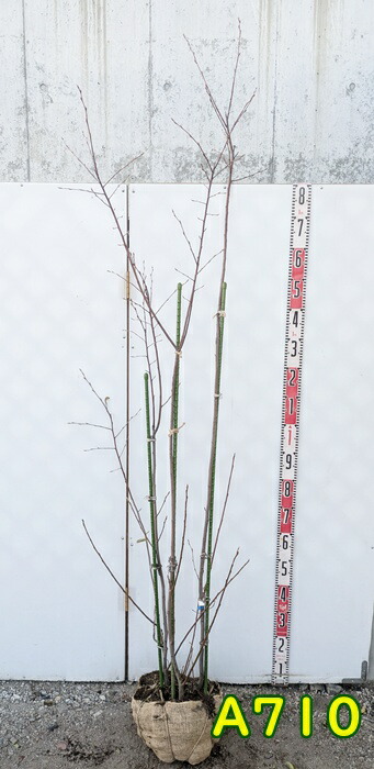 楽天市場】【選べる現品】ジューンベリー 苗木 樹高約1m～ : 千草園芸