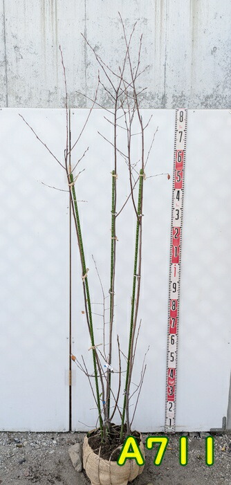 楽天市場】【現品】ジューンベリー 株立ち 苗木 樹高2.1m K711 : 千草園芸