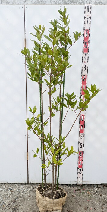 楽天市場】月桂樹（ゲッケイジュ） ローリエ 5.5号苗木(z02-2) : 千草園芸