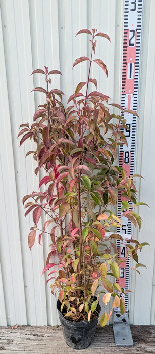 楽天市場】【現品】四季咲きタイサンボク リトルジェム 泰山木 苗木 8