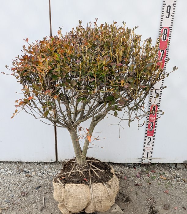 楽天市場】【現品】ドウダンツツジ 玉仕立て W50cm×H55cm N544《花