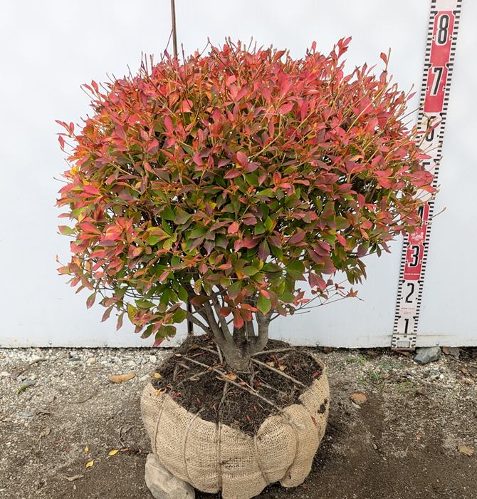 楽天市場】【現品発送】紅更紗ドウダンツツジ（ベニサラサ