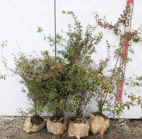 楽天市場】雪柳（ユキヤナギ） 苗木 6号 : 千草園芸