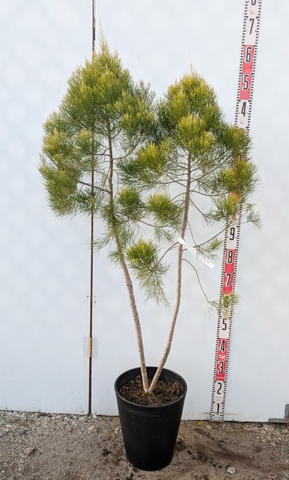 楽天市場】カンナ シュトゥットガルト オレンジ 5号苗 : 千草園芸