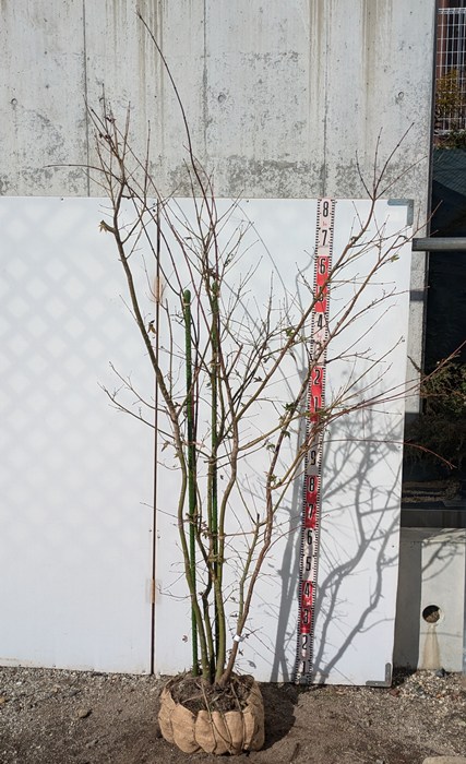 楽天市場】【現品】イロハモミジ 苗木 株立ち 大株 樹高約1.6m J624