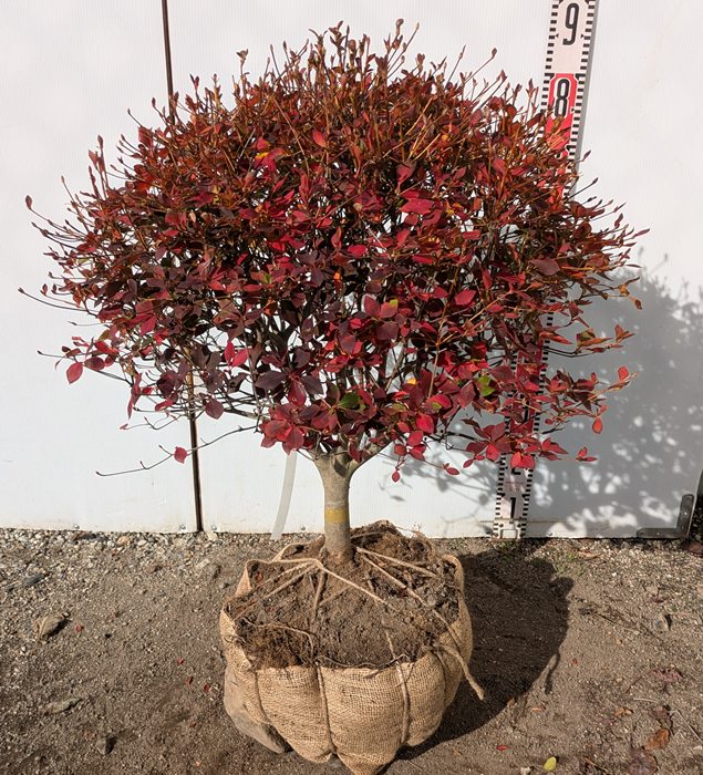 楽天市場】【現品】ドウダンツツジ 苗木 W70cm×70cm H130cm J566《花