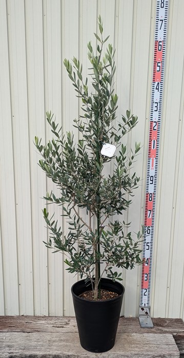 楽天市場】【現品】オリーブの木 バロウニ 10号鉢植え 樹高1.7m 苗木