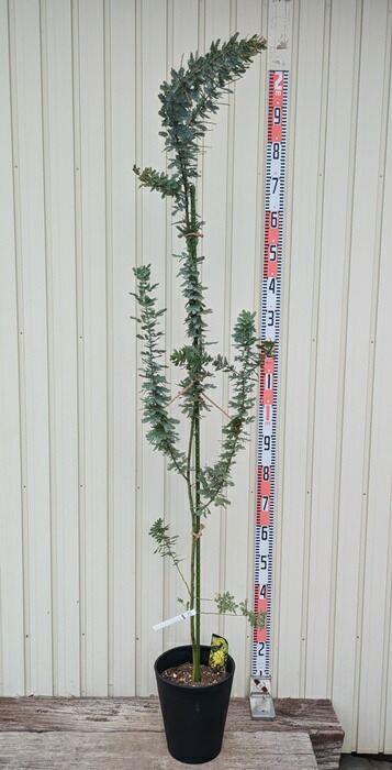 楽天市場】【現品発送】アカシア ブルーブッシュ 苗木 12号フレグラー