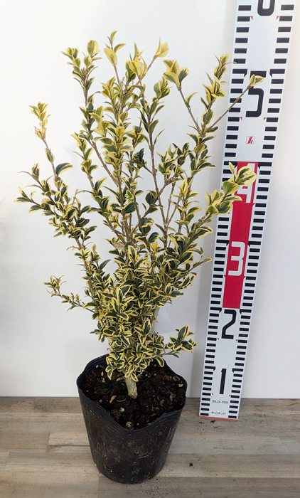 楽天市場】アケボノツツジ 挿し木1年生 7.5cmポット : 富士園芸楽天市場店