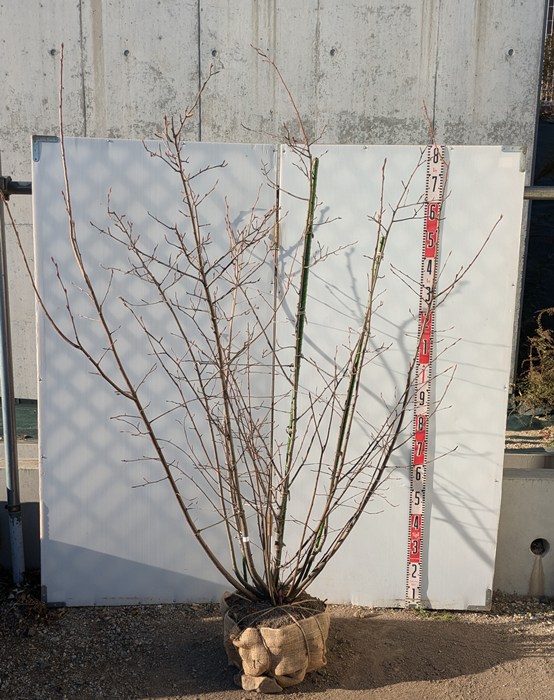 楽天市場】矮性ジューンベリー リージェット（リージェント） S 苗木