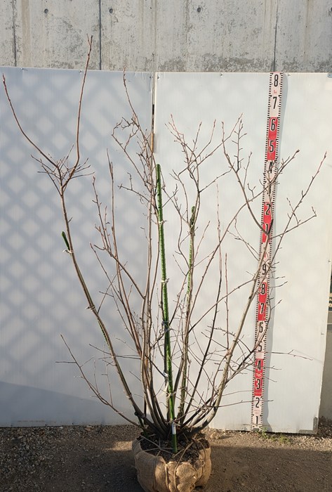 楽天市場】【現品】ジューンベリー 苗木 株立ち 樹高1.7m K712 : 千草園芸