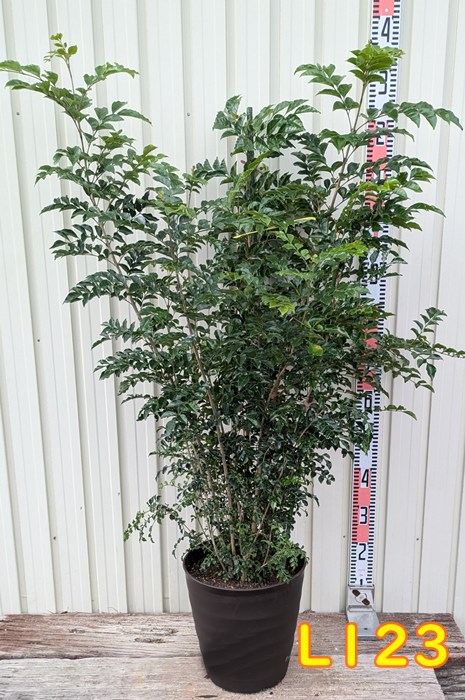 楽天市場】【現品発送】オトコヨウゾメ 苗木 特大 株立ち 樹高2.1m