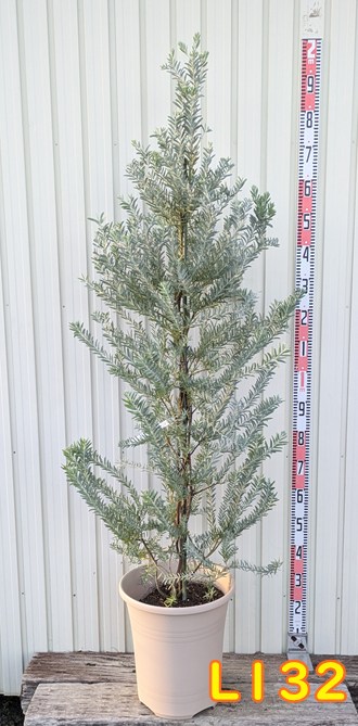 ブルーブッシュ/ 735 ブルーブッシュ/ 735