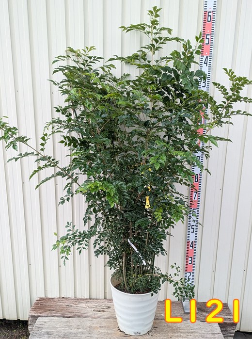 楽天市場】【現品発送】ナンノロプス アラビカシルバー（耐寒性椰子