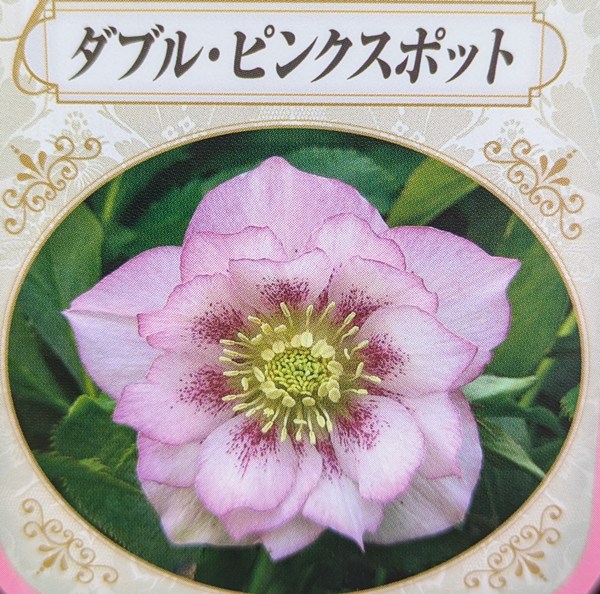 楽天市場】クリスマスローズ ピンクニゲル フルール・ド・ノエル 3年生