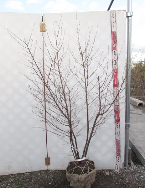 楽天市場】【現品】エゴノキ 株立ち 白花 樹高2.1ｍ 102423 シンボル