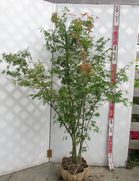 480.アオダモ苗　7号 楽天市場】アオダモ 株立ち 苗木 7号【4本立ち以上】 : 千草園芸