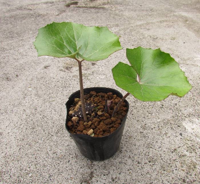 楽天市場】【現品発送】タイサンボク 直立性リトルジェム ケイパリス 8