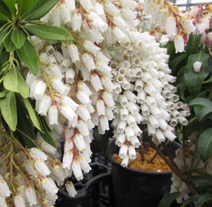 楽天市場】斑入りアセビ ホワイトリム 5号 苗木(c03) : 千草園芸