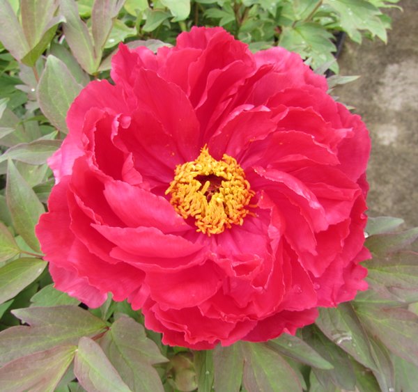 楽天市場】ボタン(牡丹) 苗木 島津紅（シマヅベニ）7号 : 千草園芸