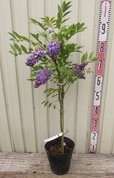 楽天市場】【現品】キングサリ 苗木 7号 G207 : 千草園芸