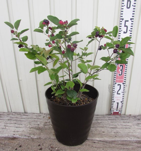 楽天市場】ジューンベリー 苗木 7号（y03） : 千草園芸