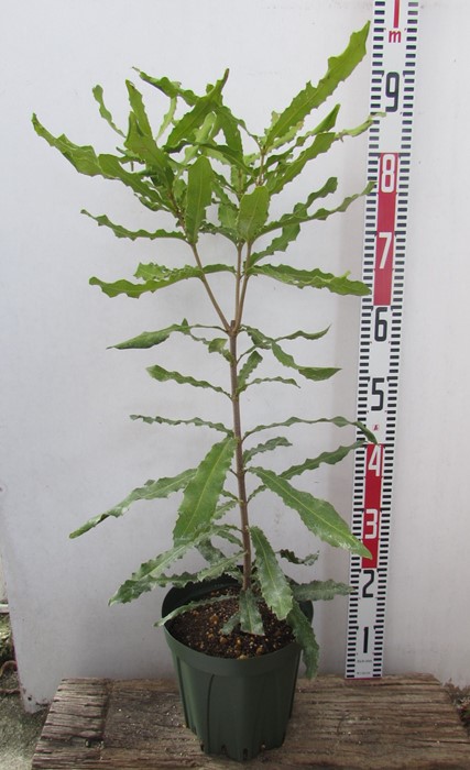 楽天市場】マカダミアナッツ 7寸鉢植え《熱帯果樹苗》 苗 苗木 : 日本