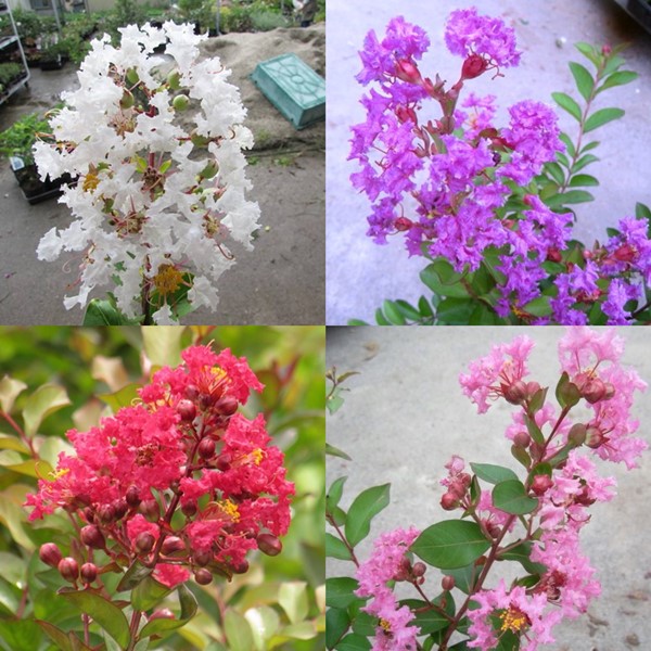 楽天市場】サルスベリ ブラックパール ライトピンク（ホワイト