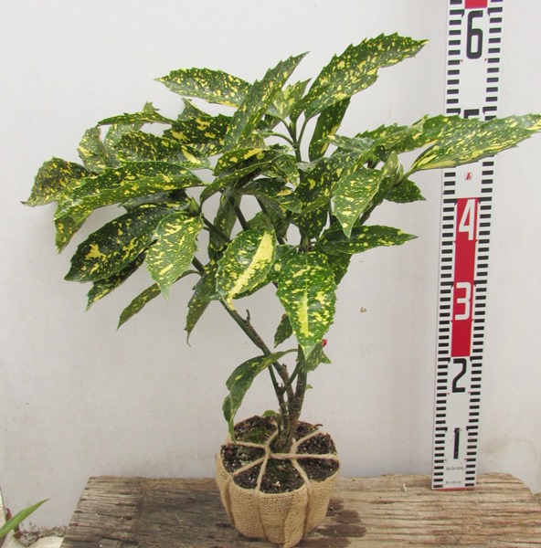 楽天市場】【現品発送】フイリヤツデ 叢雲錦（ムラクモニシキ） 苗木