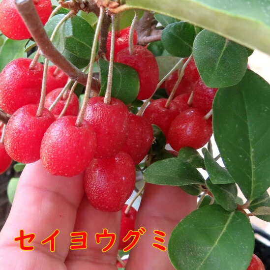 ①*:ஐ大きな実をつける豊作種*:ஐ家庭でしか味わえない⁈【西洋グミ】苗木・６号 ①*:ஐ大きな実をつける豊作種*:ஐ家庭でしか味わえない⁈【西洋