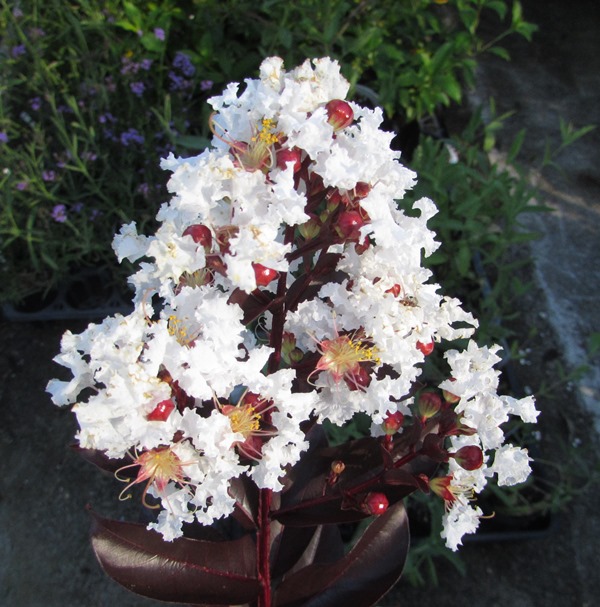 楽天市場】サルスベリ ブラックパール ライトピンク（ホワイト