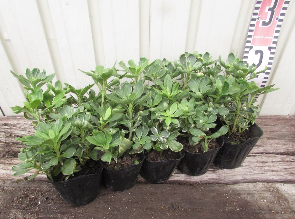 クサントロエア　ブラックボーイ　4号鉢つき　2株セット クサントロエア ブラックボーイ 4号鉢つき 2株セット