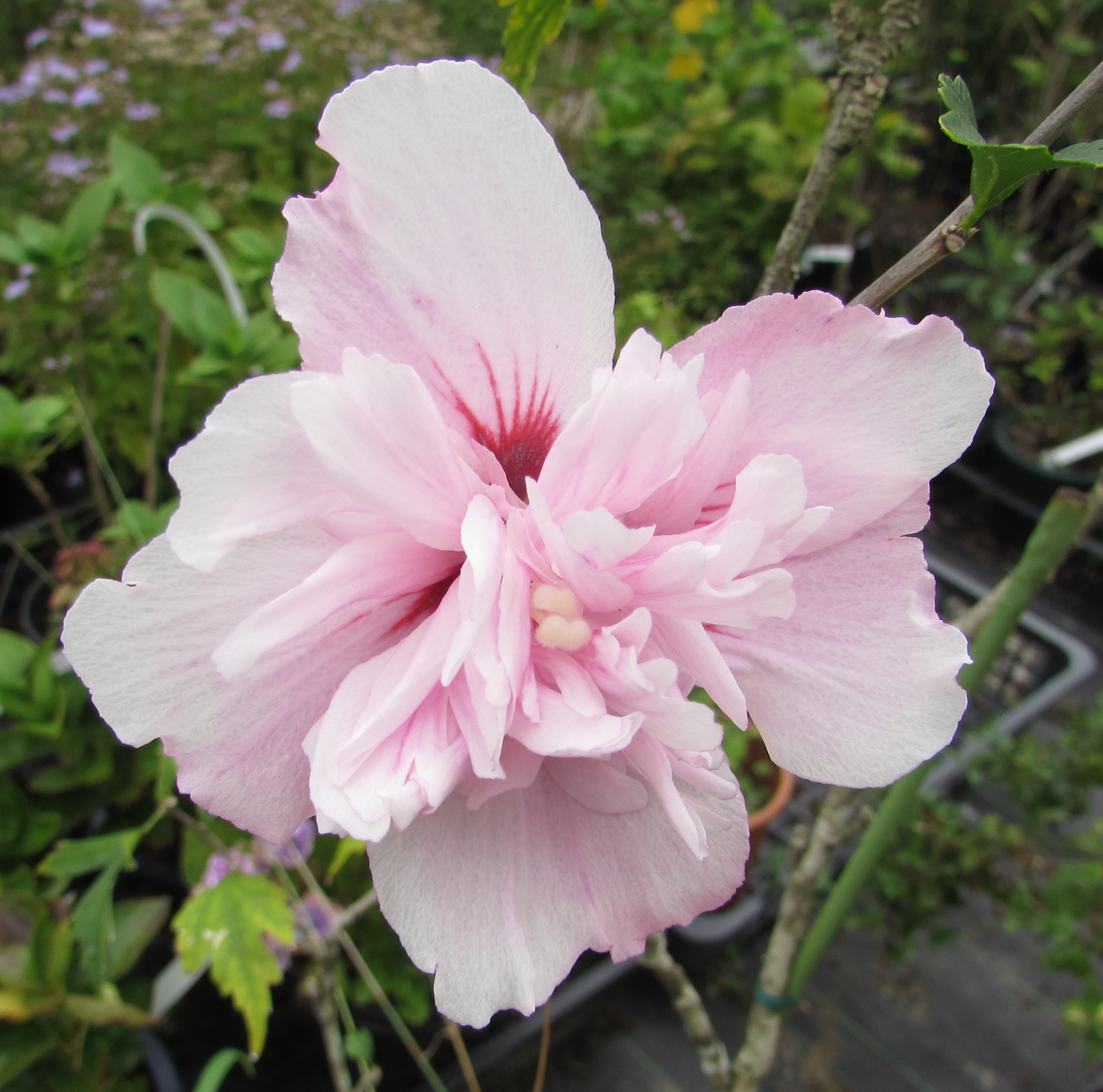 楽天市場】ムクゲ ローズオブシャロン ピンクシフォン 苗木 6号 : 千草園芸