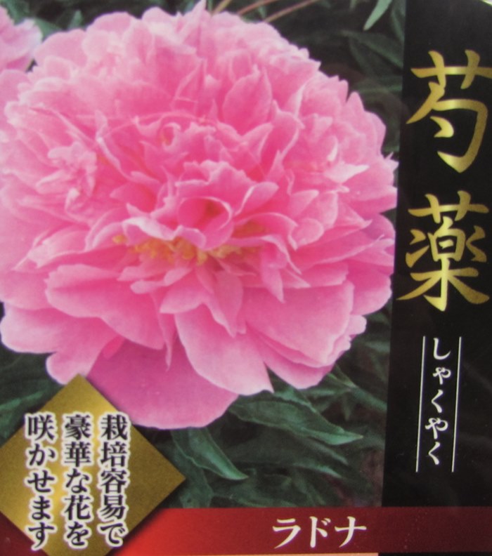 楽天市場】予約販売 芍薬 苗 酔月（すいげつ） 15cmポット シャクヤク