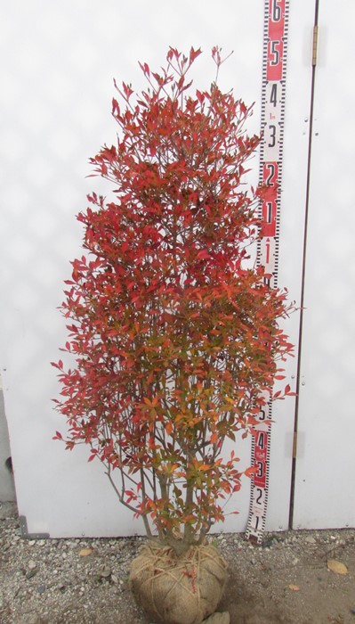 楽天市場】ドウダンツツジ 苗木 樹高90cm《花、紅葉が美しい庭木、鉢植えなどに》 : 千草園芸