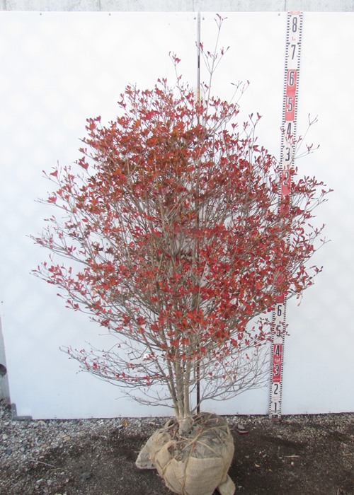 楽天市場】ドウダンツツジ 苗木 樹高90cm《花、紅葉が美しい庭木、鉢植えなどに》 : 千草園芸