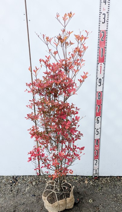 楽天市場】ドウダンツツジ 苗木 樹高70cm 《根巻き苗、花、紅葉