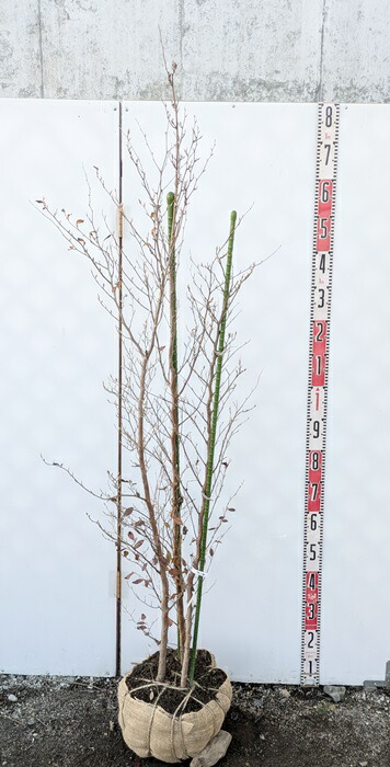 白樺苗木1メートル 楽天市場】シラカバ(白樺) ジャクモンティー 苗木 樹高1m 5号