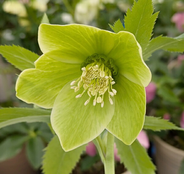 葉がきれい✨リグリクス野田園芸♥クリスマスローズ✨グリーン来季用
