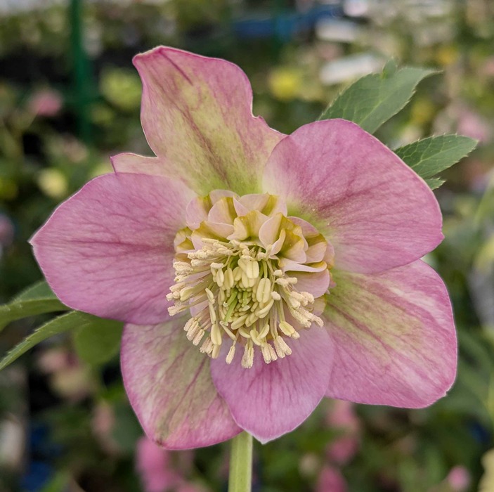 クリスマスローズ開花苗グリーンリップダブル 楽天市場】【現品】クリスマスローズ ダブル咲き グリーン系 爪リップ