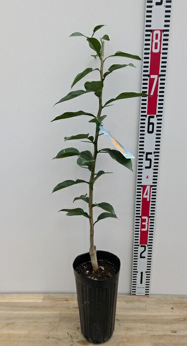 ハナミズキ ハナミズキ | iichi 日々の暮らしを心地よくするハンドメイドや