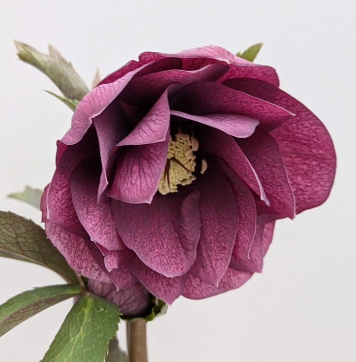 楽天市場】ミヨシのクリスマスローズ ホワイトプリマドレス 4.5号苗