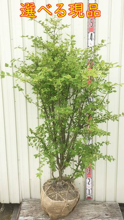 ニシキギ/大株立ち/良形株【現品発送】管理70809 ニシキギ/大株立ち/良形株【現品発送】管理70809 ニシキギ/大株立ち/良