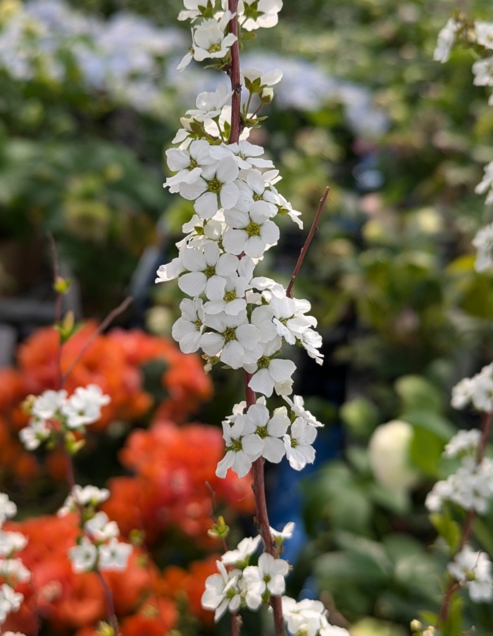 楽天市場】ユキヤナギ(雪柳) 白花 苗木 5.5号(k01) : 千草園芸 楽天市場】ユキヤナギ(雪柳) 白花 苗木 5.5号(k01) : 千草園芸