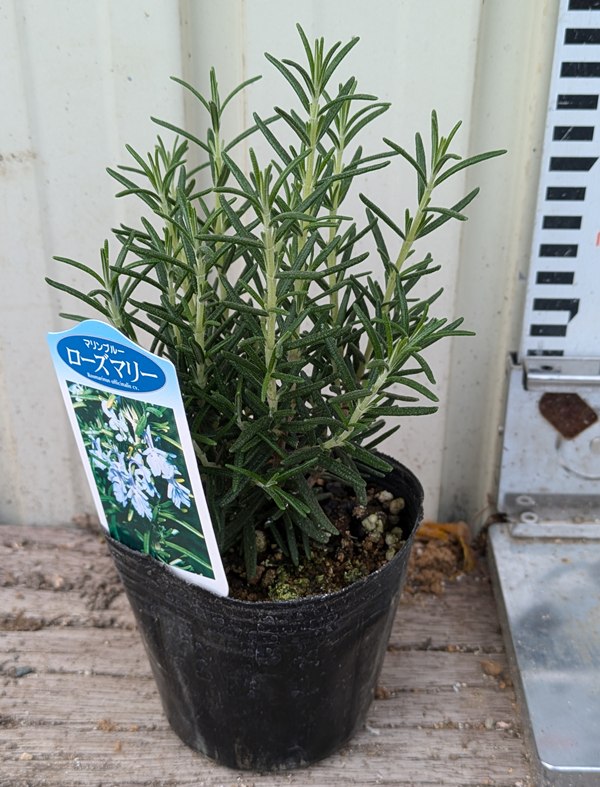 楽天市場】ローズマリー マジョルカピンク 3号苗（J01） : 千草園芸
