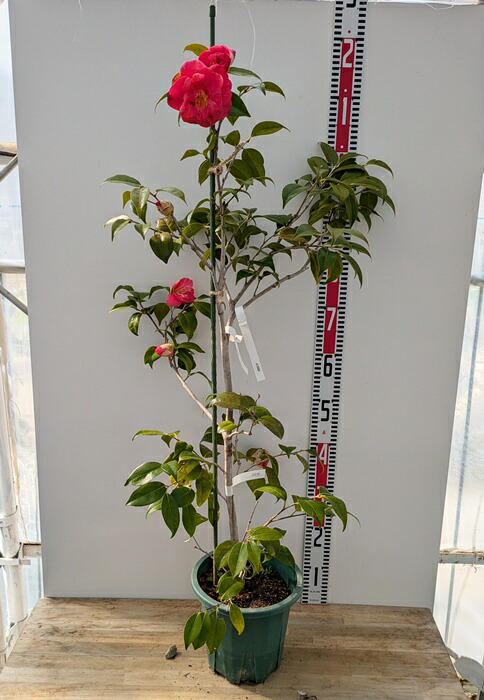 楽天市場】【現品販売】椿（ツバキ） 黒船（クロフネ） 8号