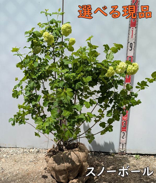 オオデマリ/株立ち【現品発送】管理60242 - メルカリ