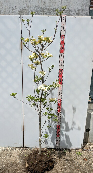 楽天市場】花水木(ハナミズキ) 白花 クラウドナイン 6号 苗木 楽天市場】花水木(ハナミズキ) 白花 クラウドナイン 6号 苗木