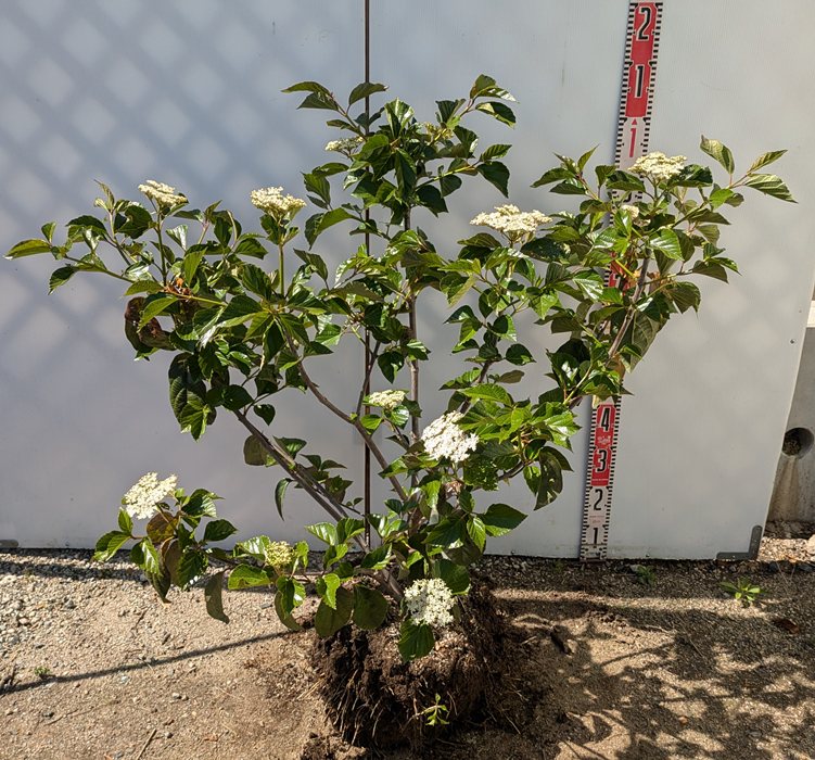 楽天市場】【現品】四季咲きタイサンボク リトルジェム 泰山木 苗木 8